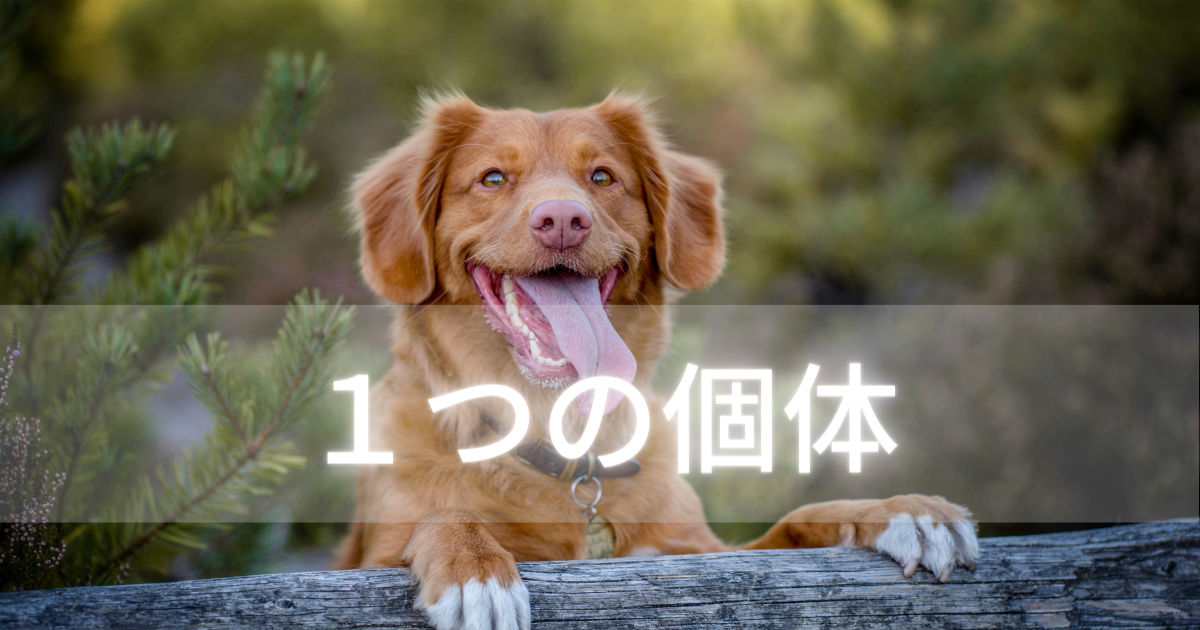 愛犬との暮らしで大切なこと】１つの個体 | べた犬 Better Life with DOG